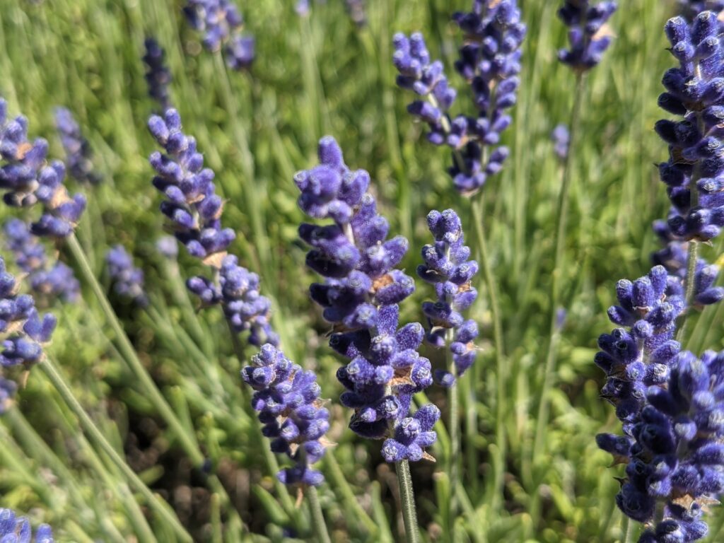 Close-up photo of wild lavender