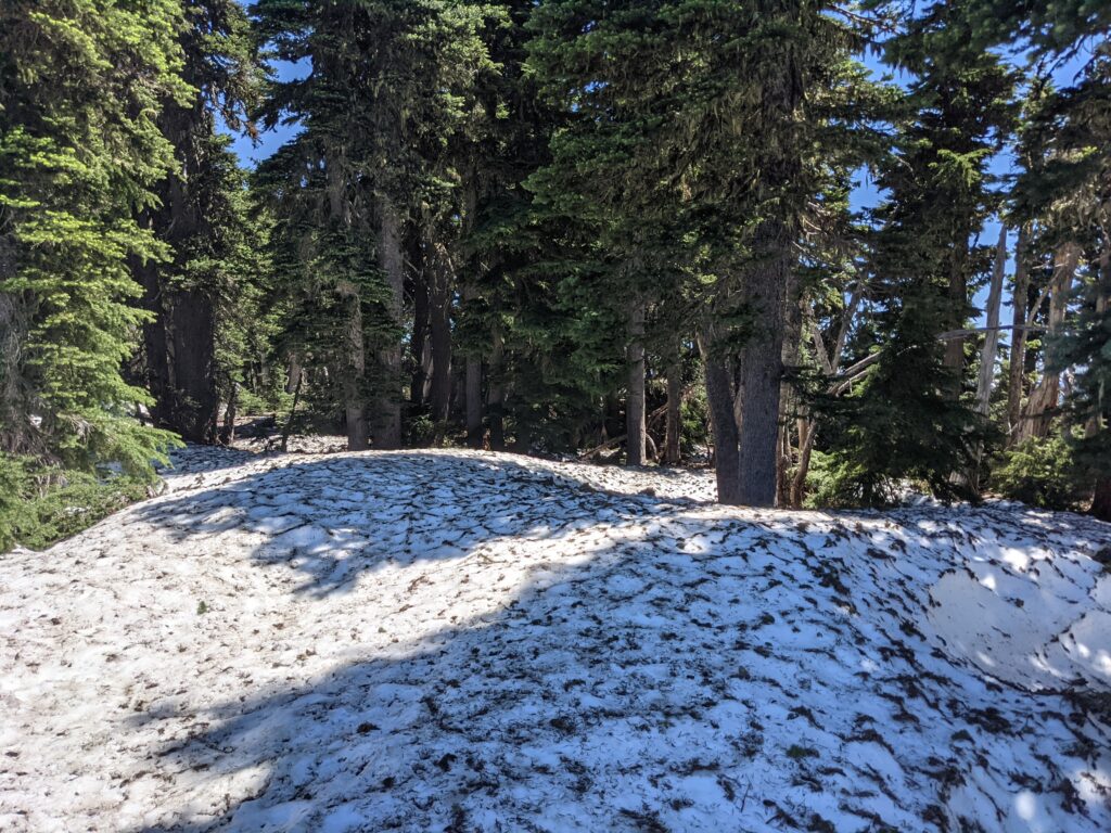 Dirty snow between alpine trees rapidly melting in the intense unseasonable heat