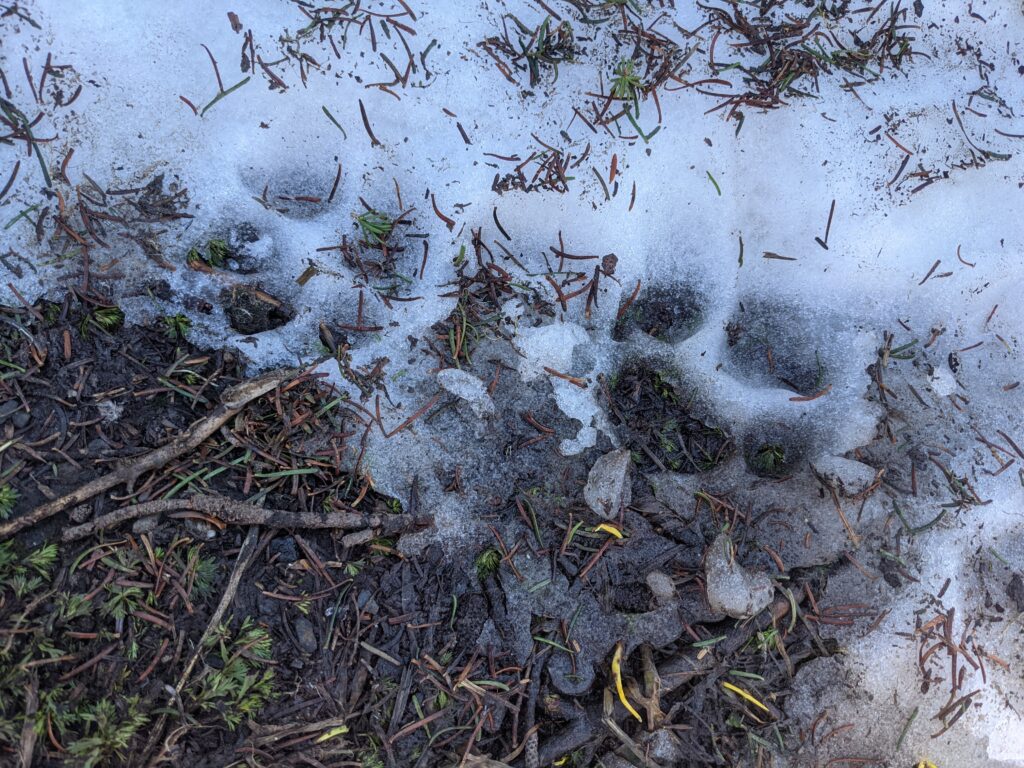 A pair of tracks that look like mountain lion footproints in the snow