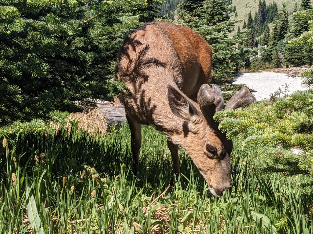 A deer grazing on the grass among the snow and pines