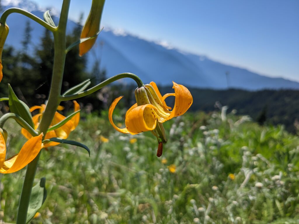 A yellow lily in front of an out-of-focus mountain